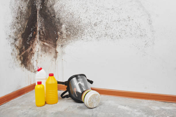 Best Fast Mold Removal  in Glasgow, KY
