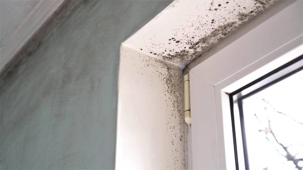 Trusted Glasgow, KY Mold Removal Experts