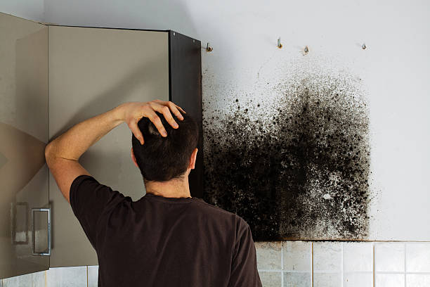 Mold Removal and Inspection in Glasgow, KY