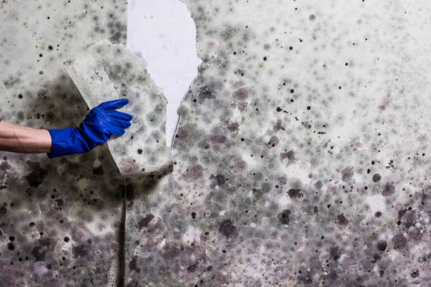 Best Commercial Mold Removal  in Glasgow, KY