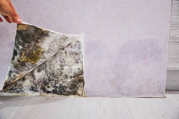 Best Office Mold Removal Services  in Glasgow, KY